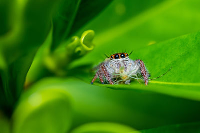 Close-up of butterfly on plant