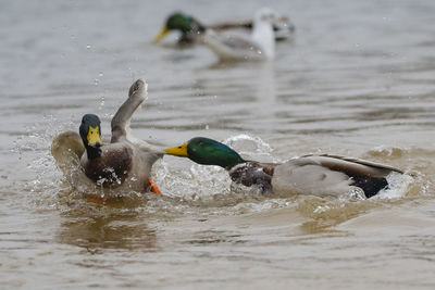 Ducks swimming in lake