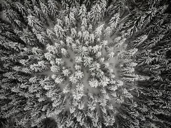 Full frame shot of plants on field