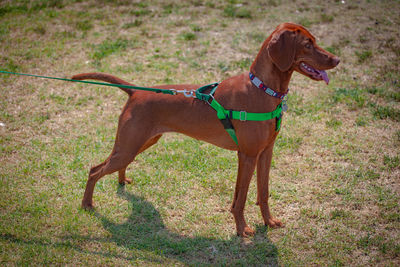 Dog standing on field