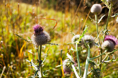 Close-up of thistle flowers on field