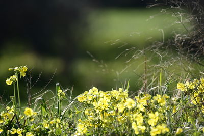 Close-up of yellow flowering plants on field