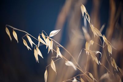 Close-up of white flowering plants on field