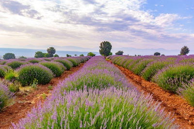 Scenic view of flowering plants on field against sky