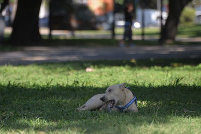 Close-up of dog on grass