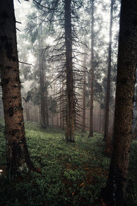 Trees in forest