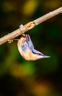 Nuthatch, sitta europaea, reaching from a tree branch