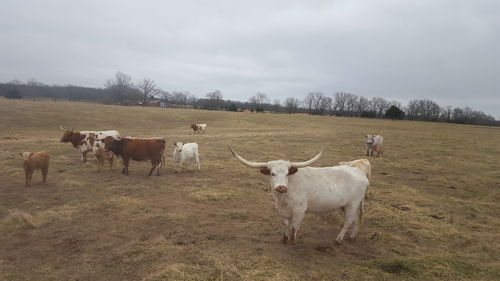 Cows on field against sky