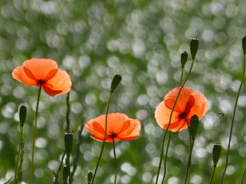 Close-up of orange flowers blooming on field