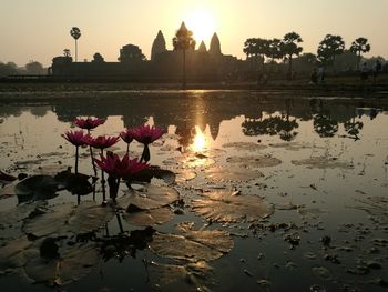 Lotus water lily in lake against sky