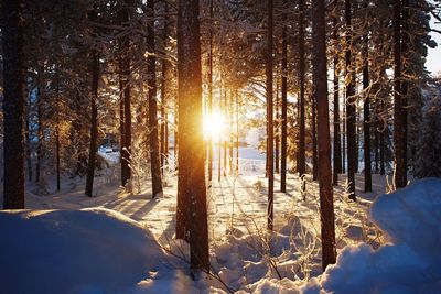 Trees on snow covered field in forest