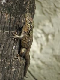 Close-up of lizard on tree trunk