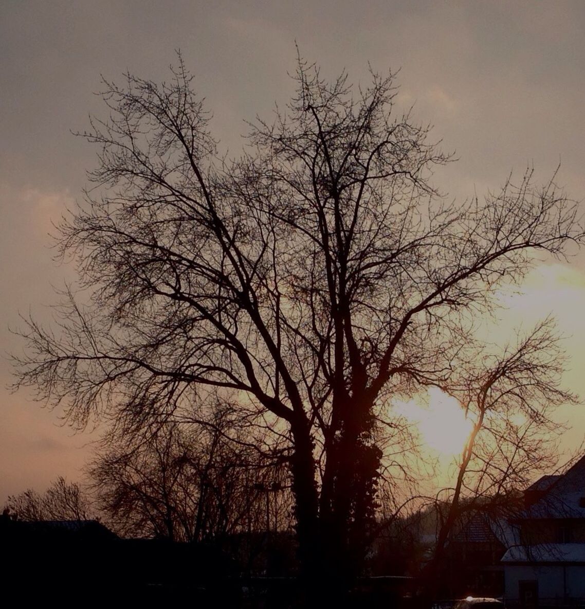 bare tree, silhouette, sunset, tree, branch, sky, tranquility, scenics, beauty in nature, tranquil scene, nature, orange color, low angle view, idyllic, dusk, outdoors, cloud - sky, no people, landscape, tree trunk