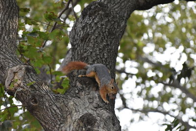Low angle view of squirrel on tree