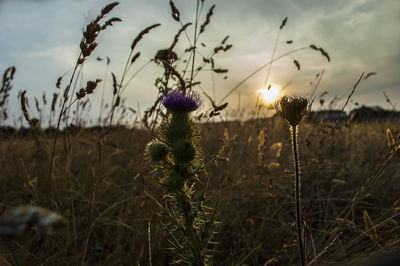 Close-up of purple flowering plants on field during sunset