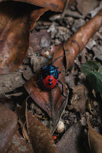 A black and blue bug is sitting on a leaf in the forest.