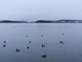 Swans swimming in lake against sky