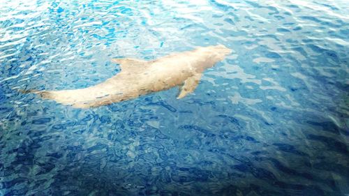 High angle view of fish swimming in sea