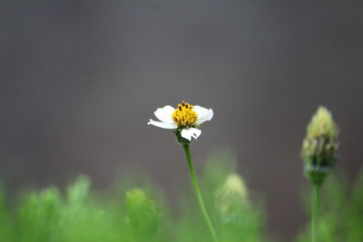 Close-up of white flowering plant