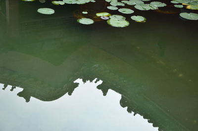Close-up of water lily leaves in lake