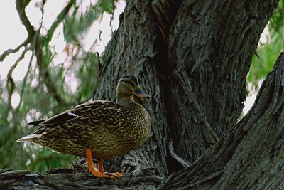 Close-up of bird perching on tree