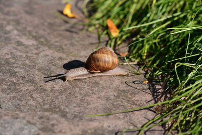 Close-up of snail on plant