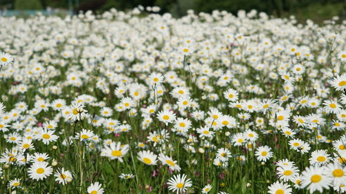 High angle view of white daisies growing on field