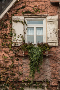 Ivy growing on wall of building