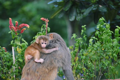 Monkey on tree against plants