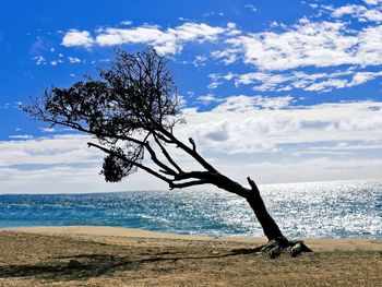 Tree on beach against sky