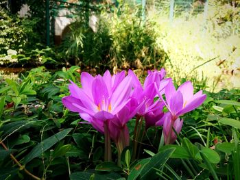 Close-up of flowers blooming outdoors