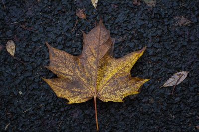 High angle view of maple leaf on leaves