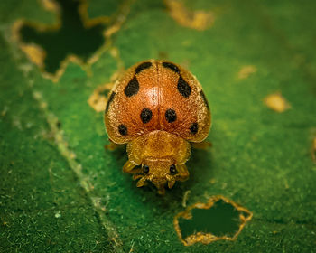 Close-up of insect