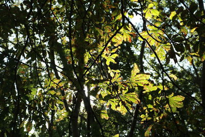 Low angle view of trees against sky