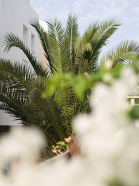 Close-up of palm tree against sky