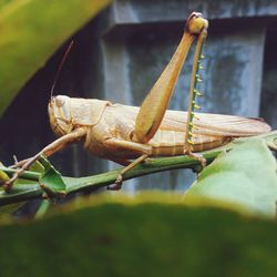 Close-up of insect on leaf