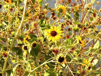 Close-up of yellow flower