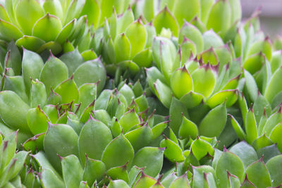 Full frame shot of succulent plants