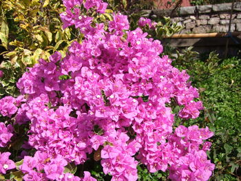 Close-up of pink flowers