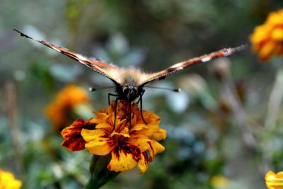 Close-up of butterfly on flower