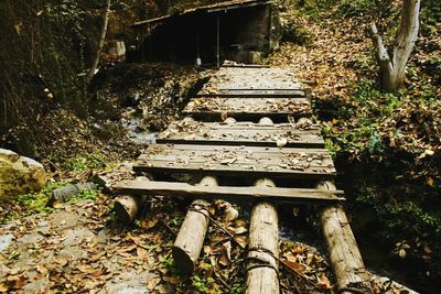 Steps leading to staircase in forest