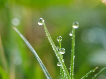 Close-up of wet plant during rainy season