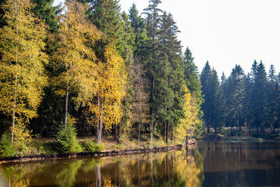 Trees by lake in forest during autumn