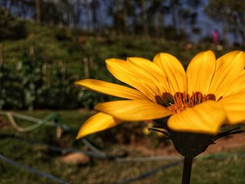 Close-up of yellow flower