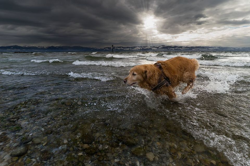 pets, domestic, one animal, cloud - sky, mammal, canine, dog, water, animal, domestic animals, sky, animal themes, sea, vertebrate, motion, beach, nature, land, no people, outdoors, horizon over water