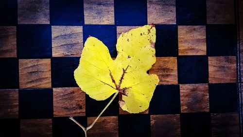 Close-up of yellow maple leaf on floor