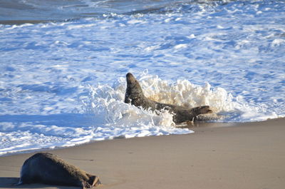 View of horse on beach