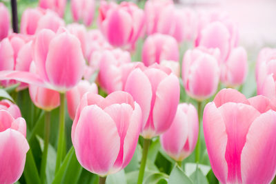 Close-up of pink tulips