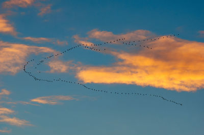 Low angle view of birds flying in sky