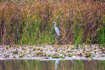 wetland